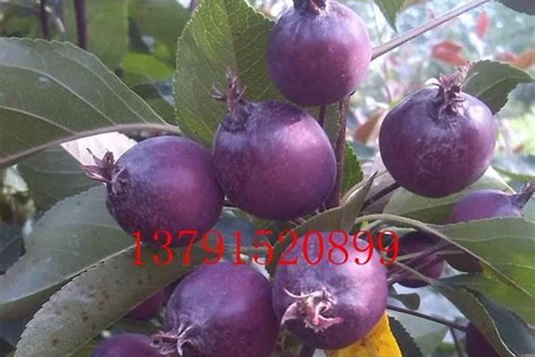 贵人果海棠盆栽