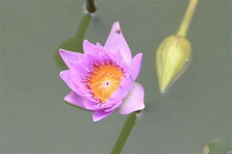 夫妻吵架二分离是什么生肖