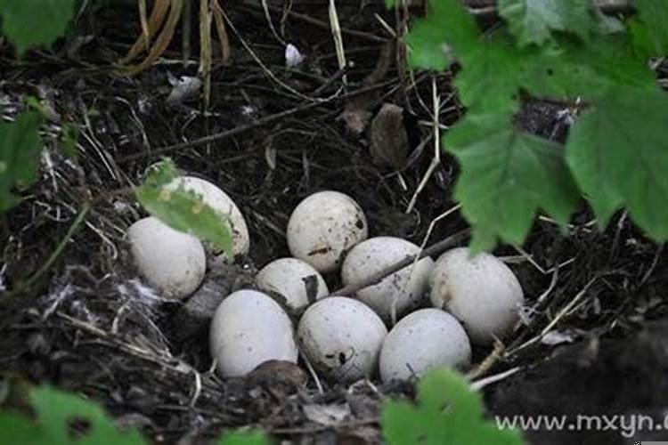 梦见好多鸟蛋捡鸟蛋