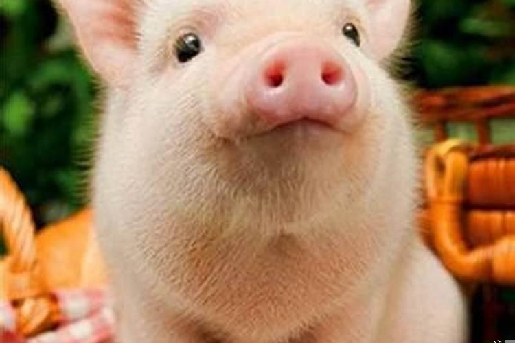 属猪的命好不好?