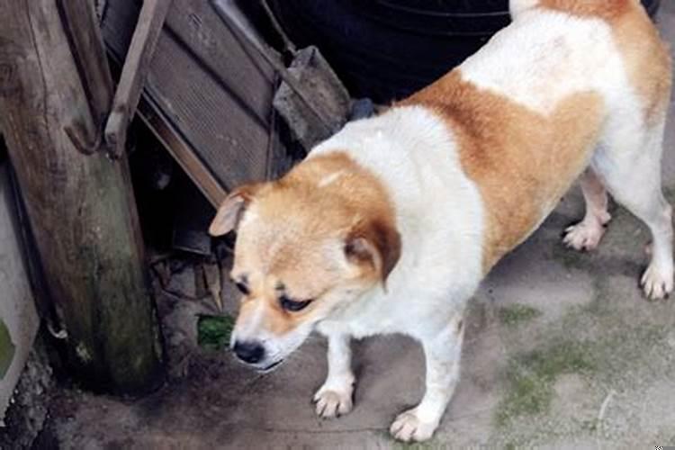 梦见外面的狗在自己家里生了两窝小狗