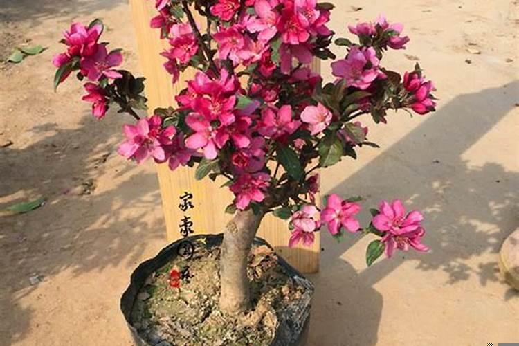 贵人果海棠盆栽