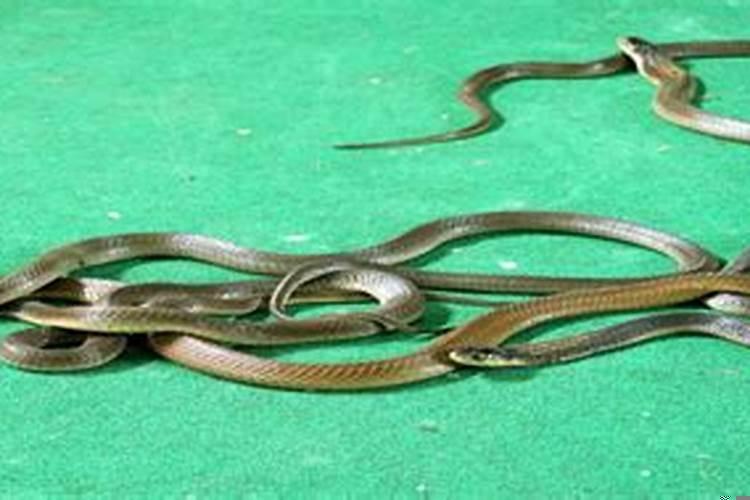 梦见家里有好多肉肉