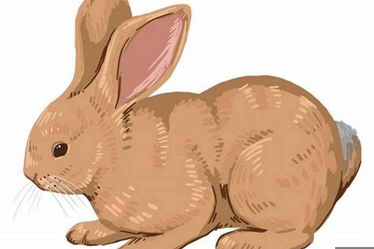 属兔的人不适合做什么行业