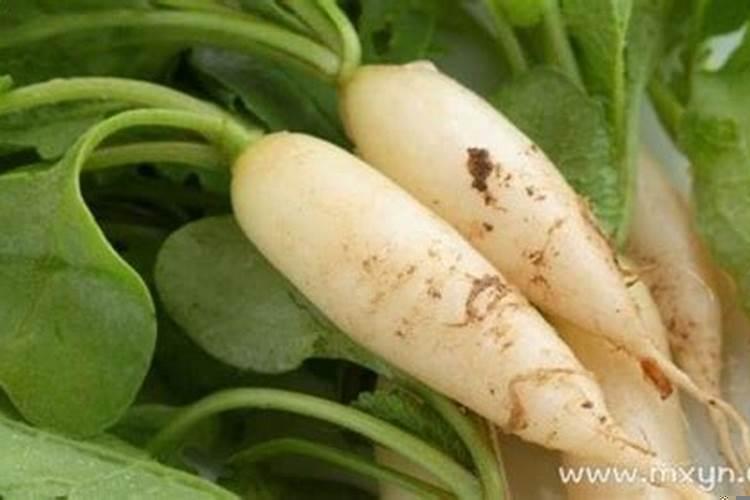 梦见萝卜是什么预兆