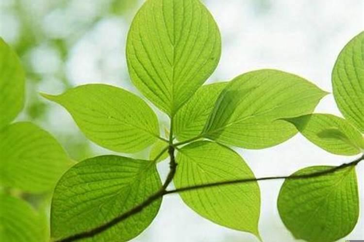 现在女的有情人的多吗