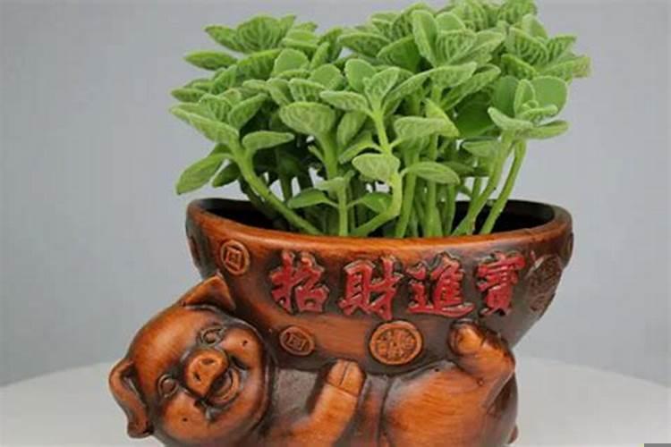 属猪的养什么植物最旺财