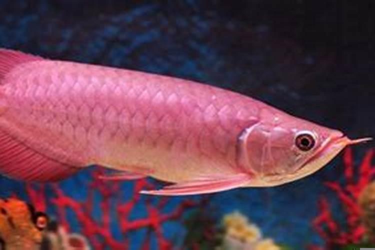 小红龙鱼不吃食怎么办