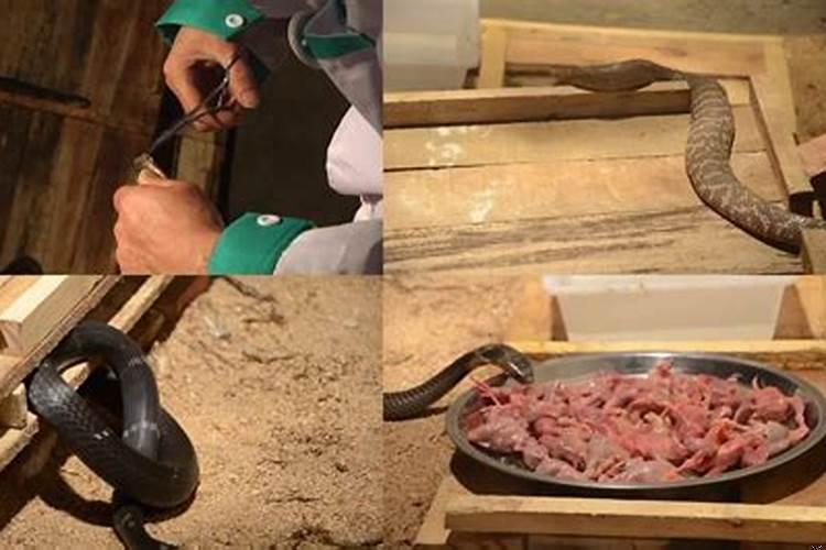 蛇进厂里是什么预兆呢