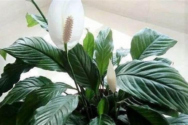 旺人缘的植物是什么