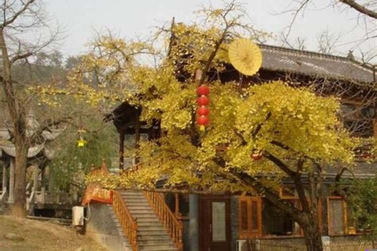 院子里种什么树镇宅聚财