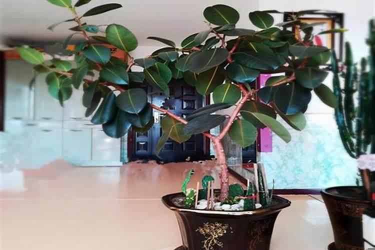 旺人缘的植物是什么