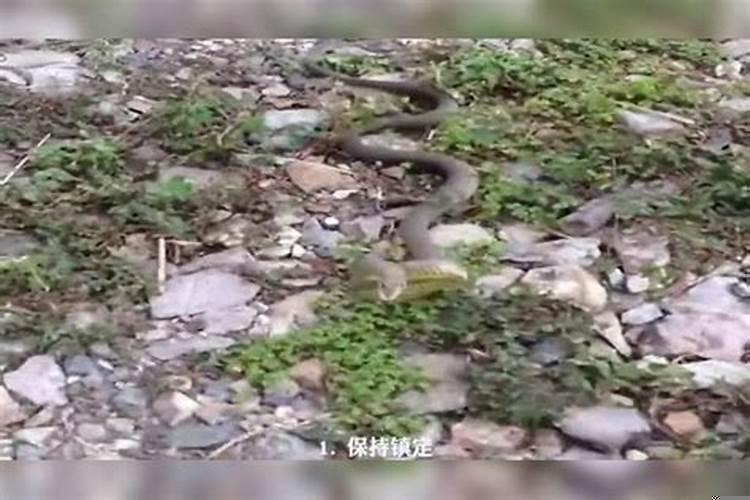 为什么会梦到被蛇追着跑