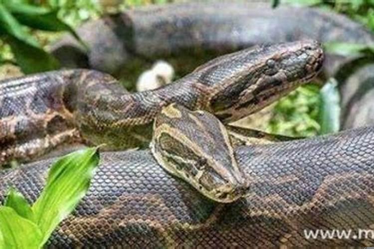 男人梦见大蟒蛇什么意思