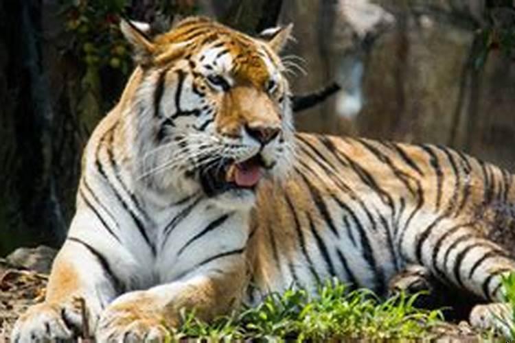 夫妻俩都属虎好不好