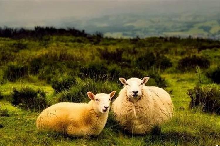 1992年为什么属羊