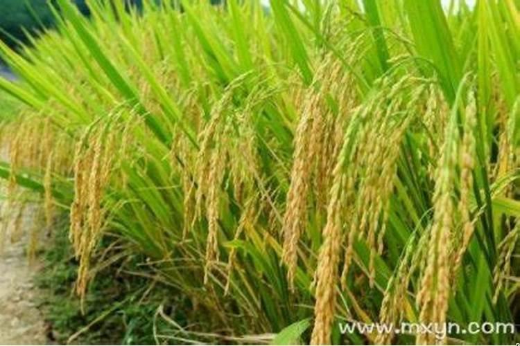 做梦梦到稻谷什么意思