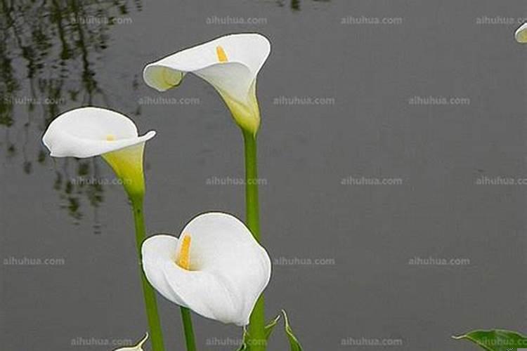 梦见白色马蹄莲开花