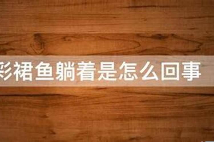 招财鱼躺着是怎么回事