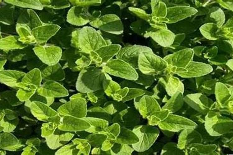 丙子日柱女命桃花