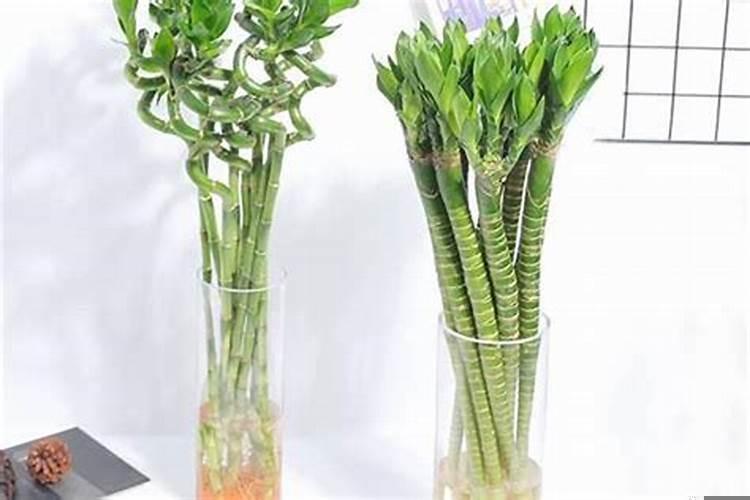 运气好的动物是什么动物