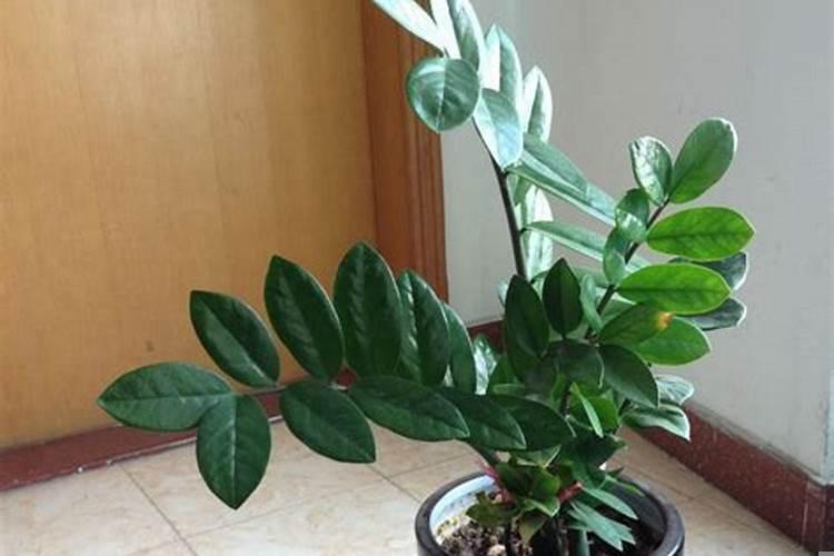 招财树放在哪里最旺财