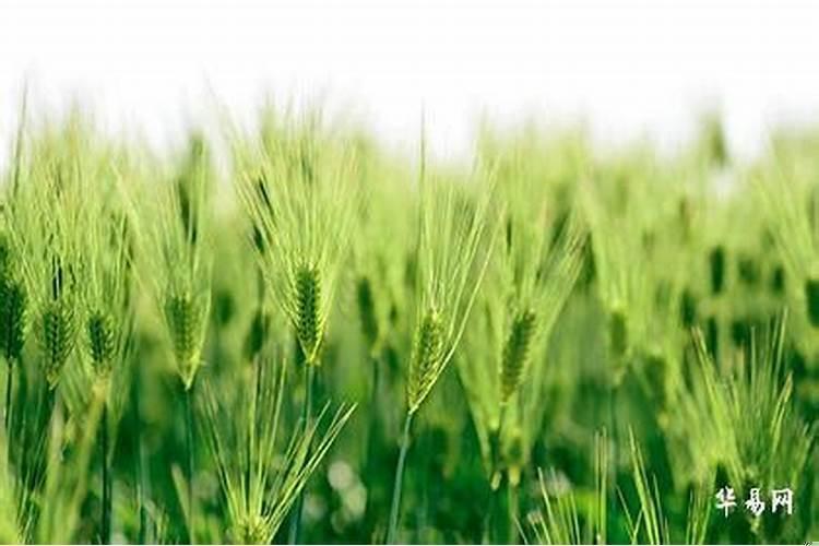 木命的人怎样会带来财运