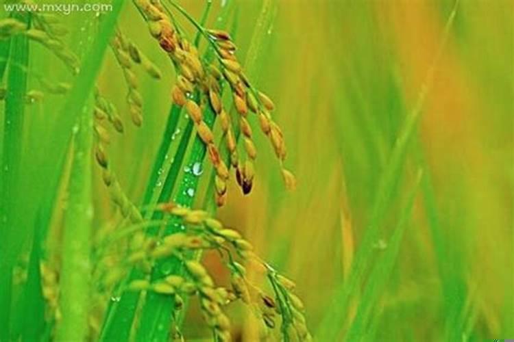 做梦梦到稻谷什么意思