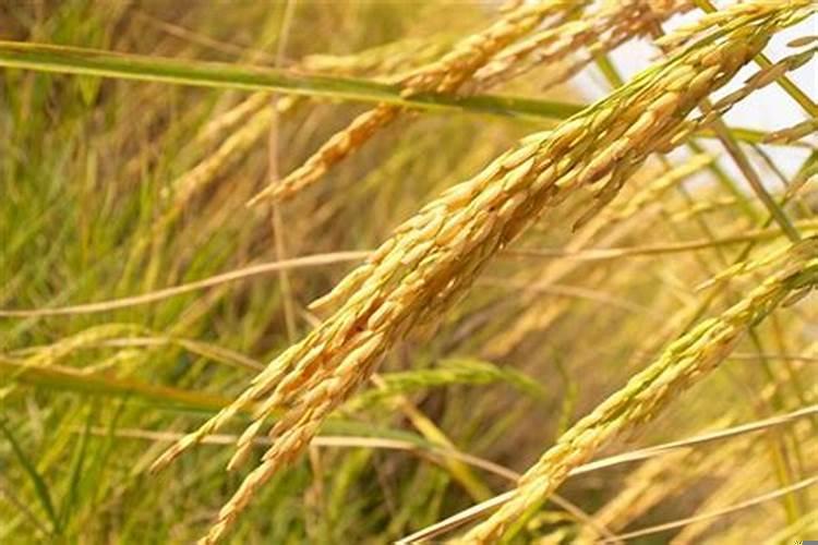 做梦梦到稻谷什么意思