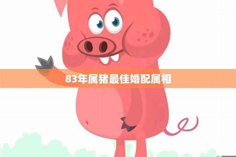 83年正月初三的猪的命运