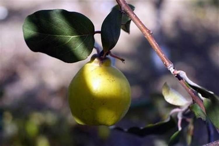 梦见种水果树什么意思呢?