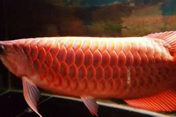 小红龙鱼不吃食怎么办