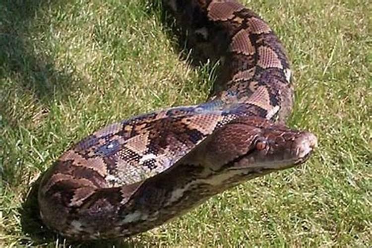 梦见初恋男友和他老婆很幸福