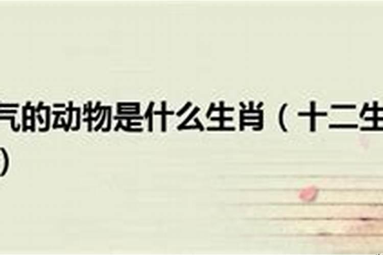 最小气的是什么生肖