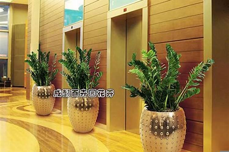 店里摆什么绿植