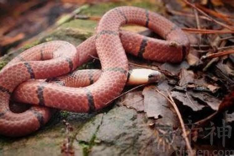 梦见灵魂是什么意思