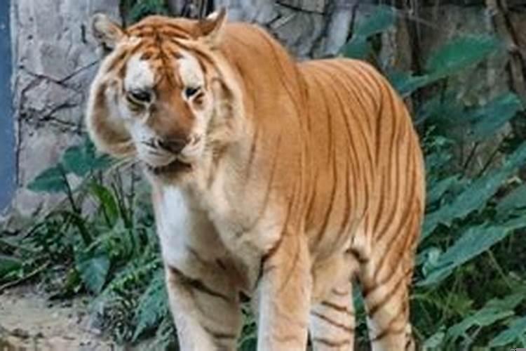 夫妻俩都属虎好不好