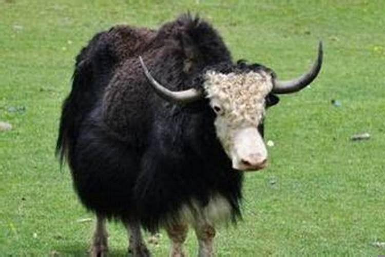 属虎的一生的小人