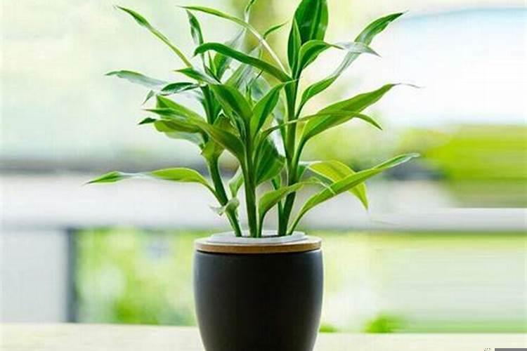 什么植物旺学业风水