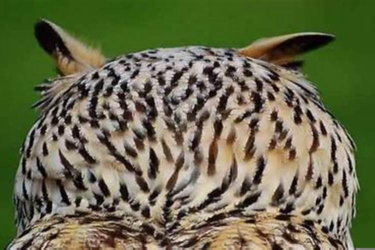 运气好的动物是什么动物