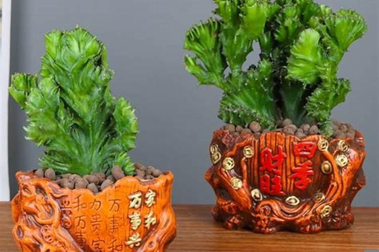 镇宅的盆栽植物