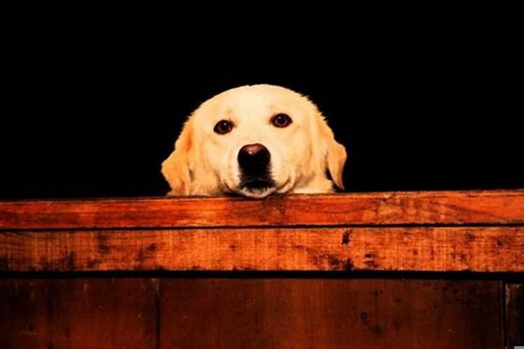 运气好的动物是什么动物