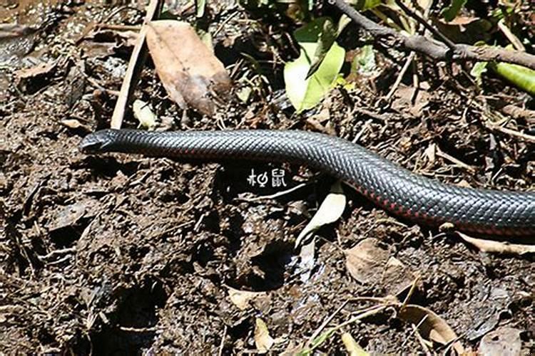 怀孕后梦见大黑蛇是男孩女孩