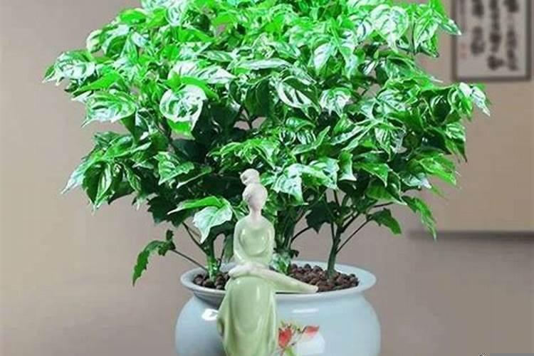 镇宅的盆栽植物