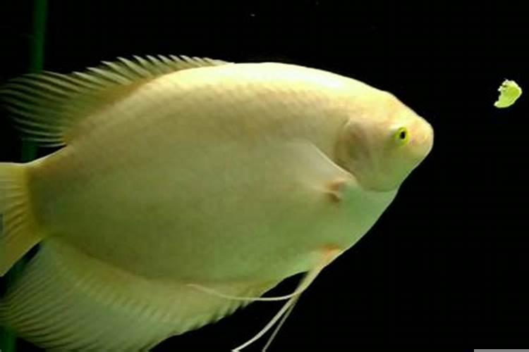 招财鱼躺着是怎么回事