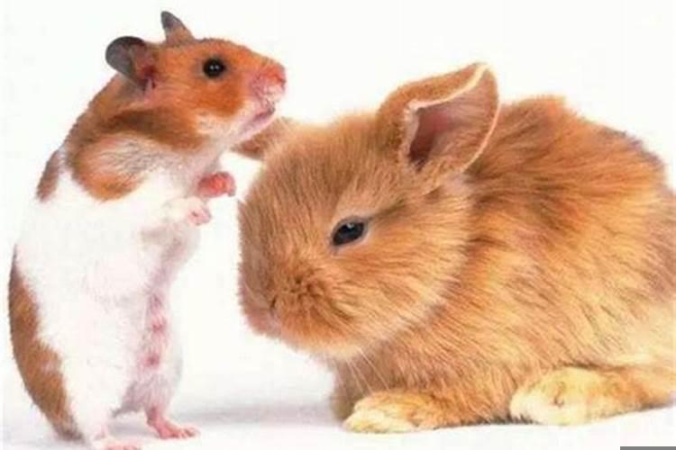 属鼠与属兔相克吗