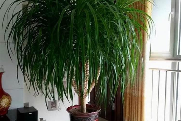 镇宅的盆栽植物