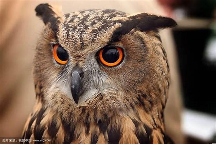 枭的意思是什么