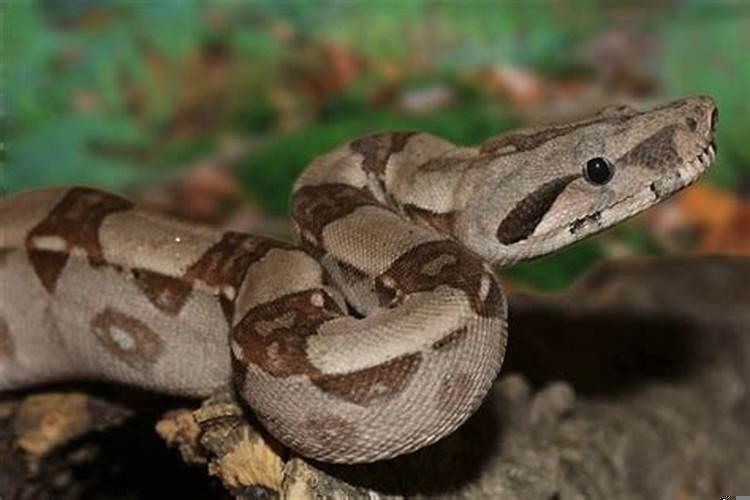 孕妇梦见蟒蛇是什么意思