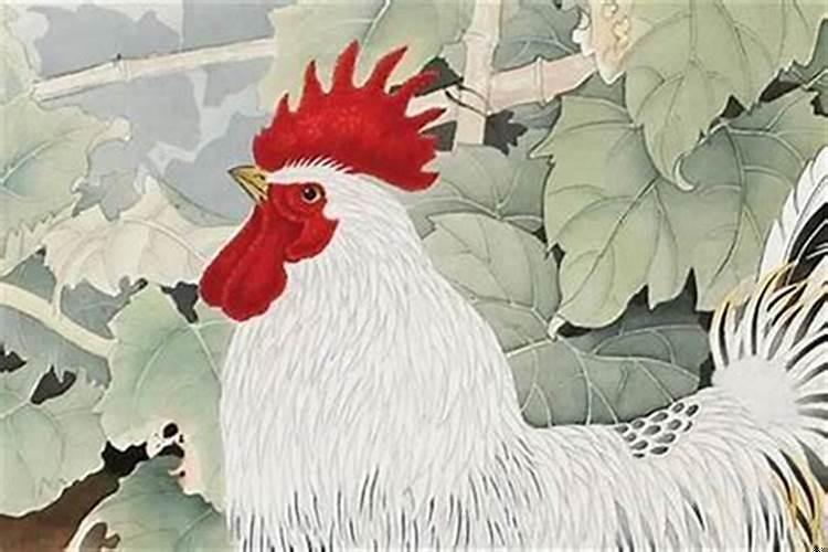 属鸡的人今年运程好不好